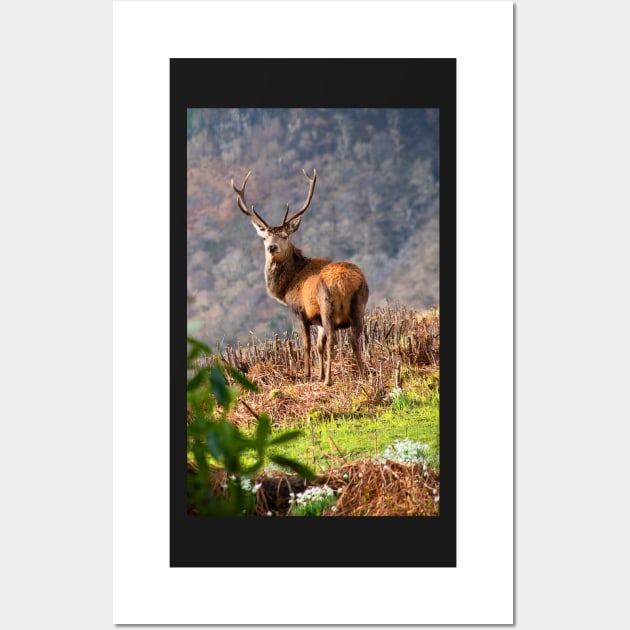 Red Deer Stag Wall Art by Graz-Photos